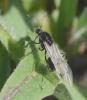 Messor sp.